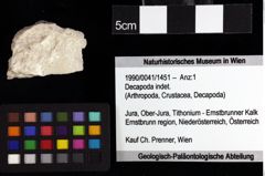 Foto (Objket + Etiketten) von Goniodromites bidentatus (Reuss, 1858) 